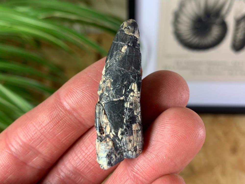 Undescribed Megalosaurid Tooth (Niger) #25