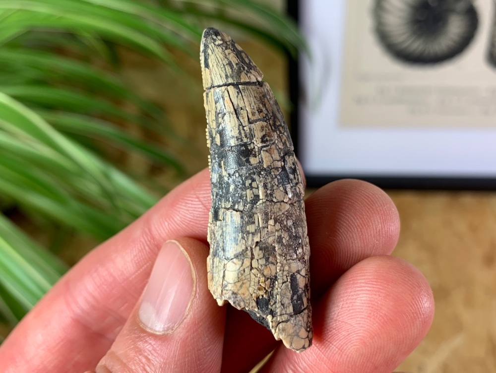 Undescribed Megalosaurid Tooth (Niger) #26