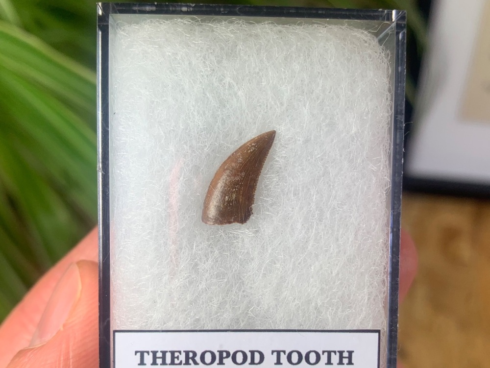 Unidentified Theropod Tooth (Maevarano Fm., Madagascar)