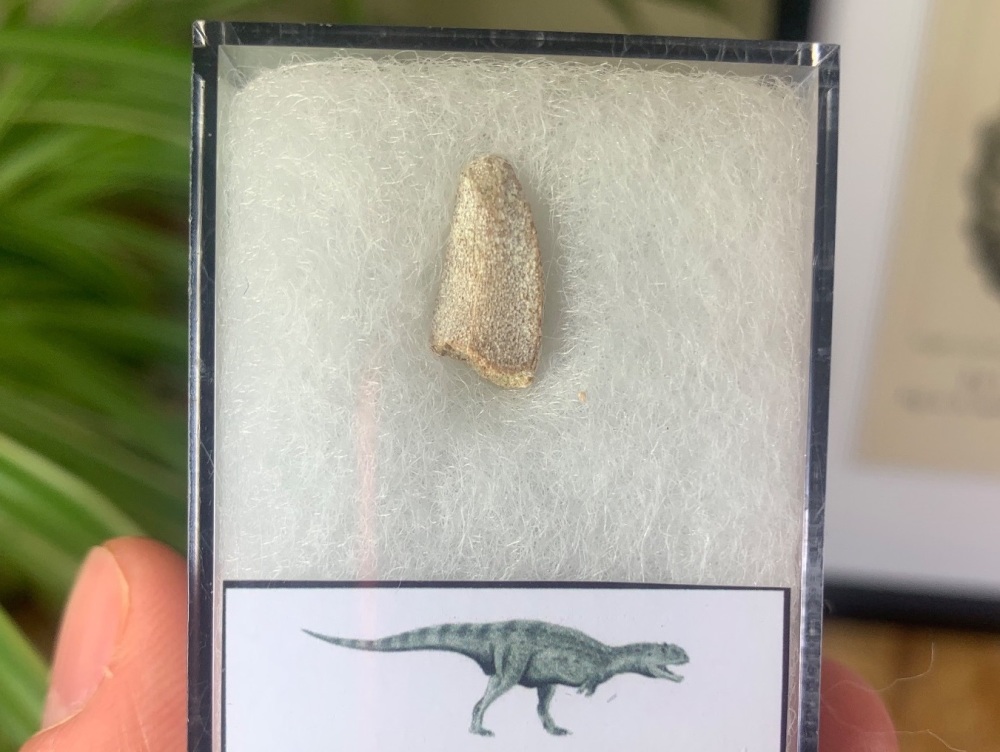 Affordable Majungasaurus crenatissimus Tooth (Madagascar) #12