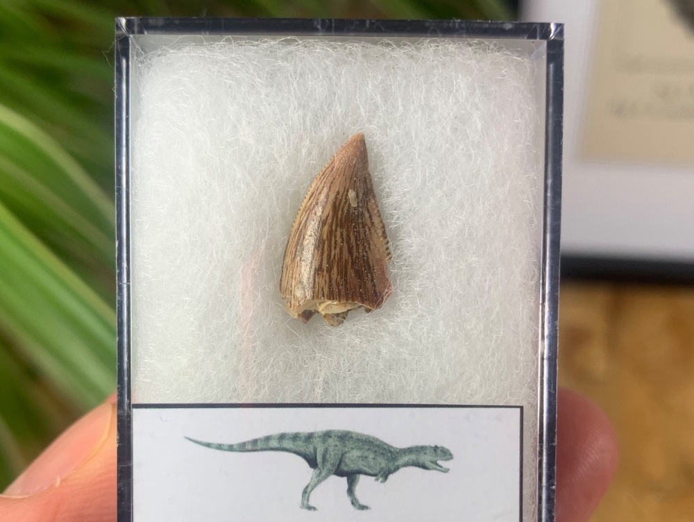 Dent Fossile Majungasaurus Crenatissimus – 3,7 Cm, Madagascar, Authentique