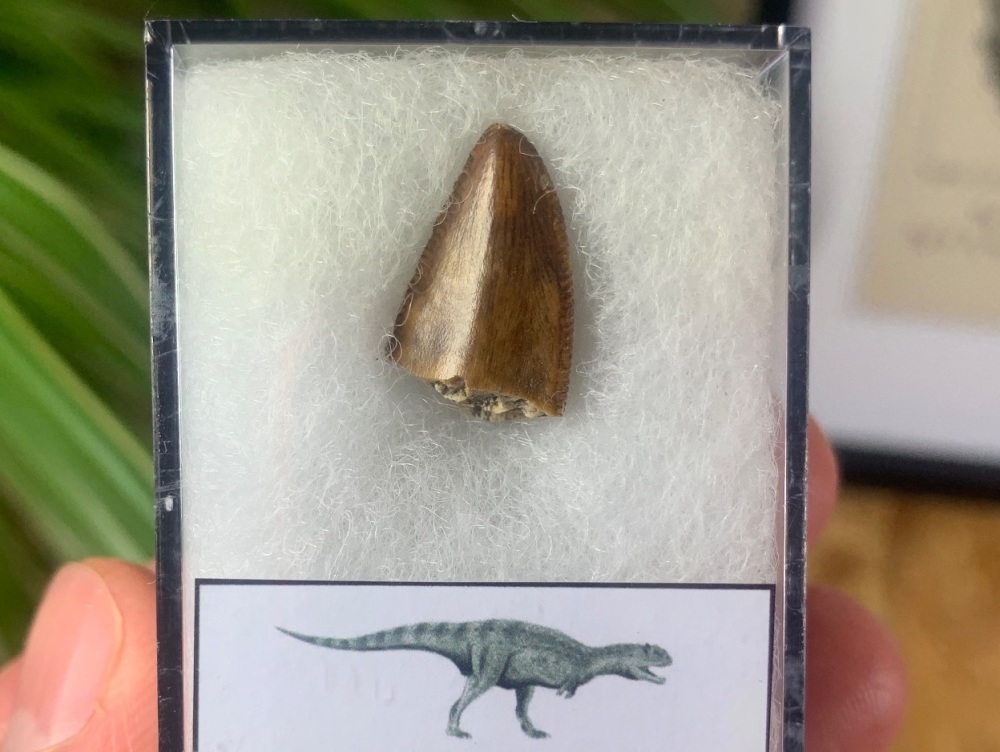 Majungasaurus crenatissimus Tooth (Madagascar) #15