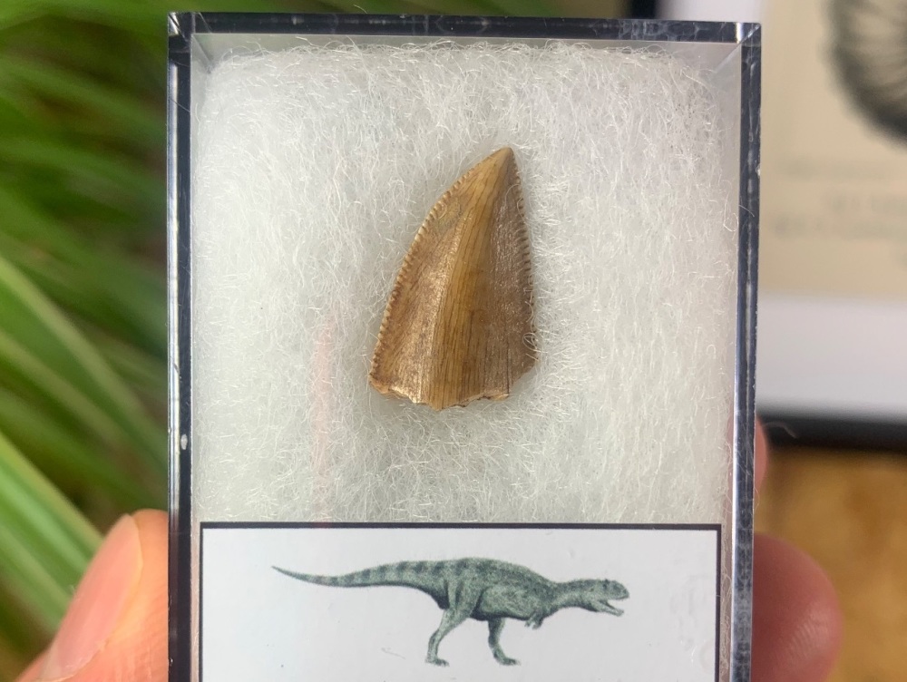 QUALITY Majungasaurus crenatissimus Tooth (Madagascar) #15