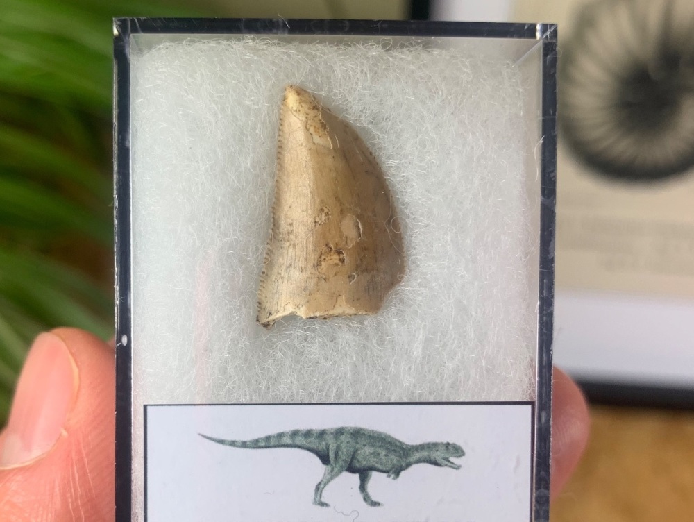 Majungasaurus crenatissimus Tooth (Madagascar) #16