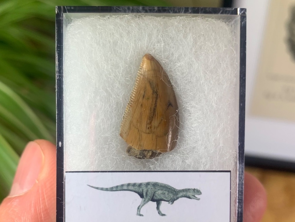 Majungasaurus crenatissimus Tooth (Madagascar) #17