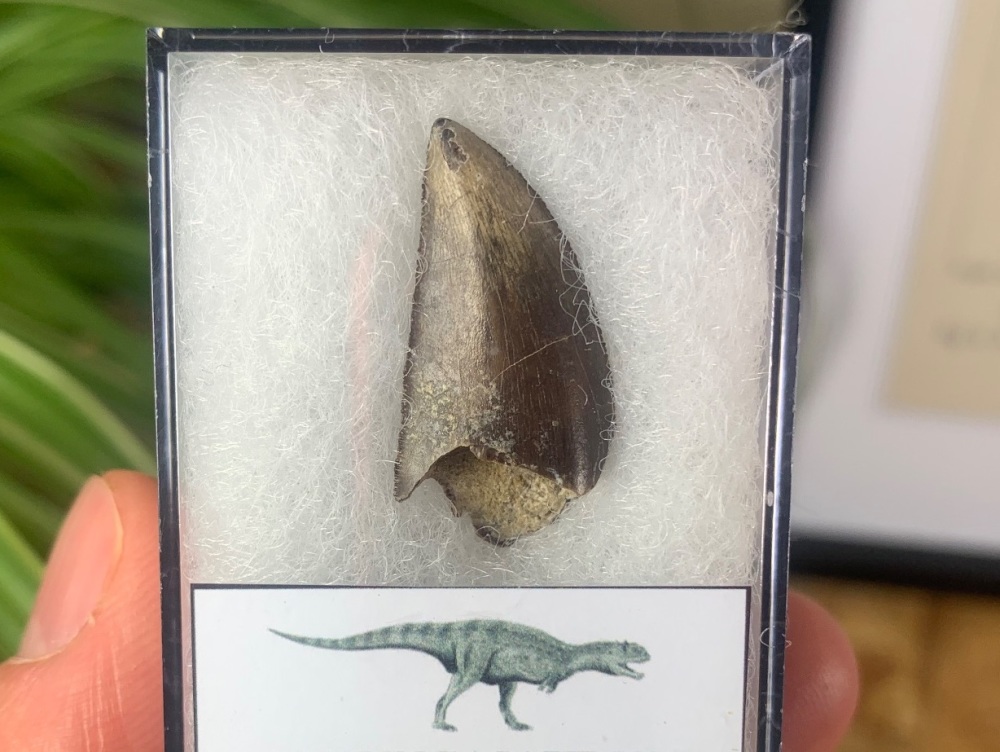 XL QUALITY Majungasaurus crenatissimus Tooth (Madagascar) #18