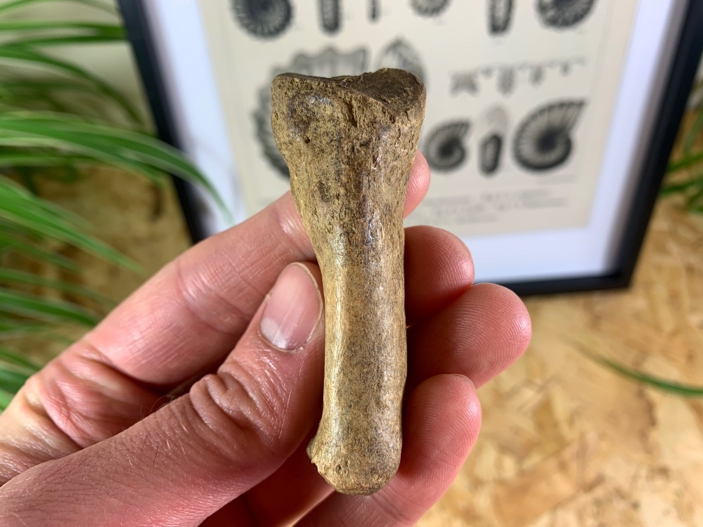 Cave Bear Digit (finger/toe bone) #03