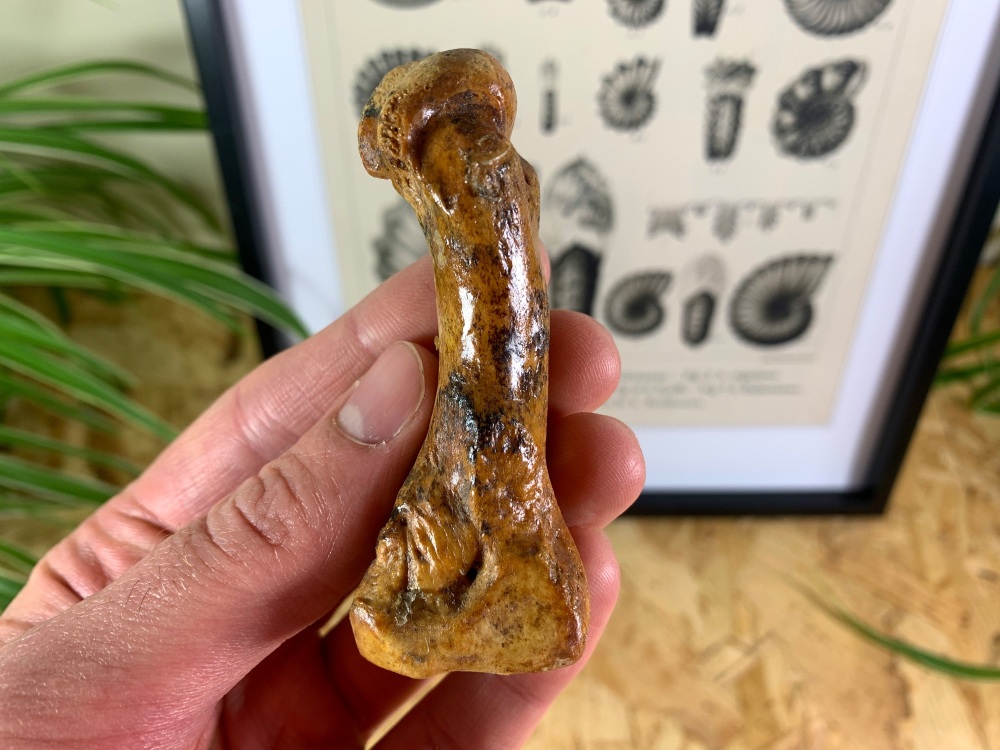 Cave Bear Digit (finger/toe bone) #05