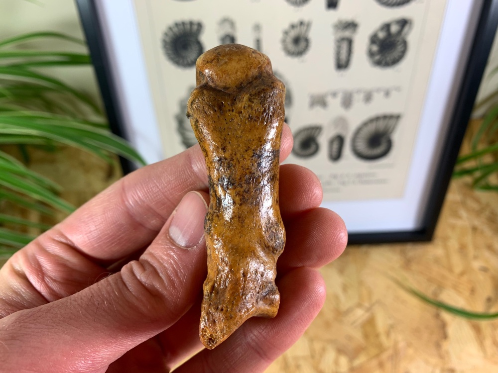 Cave Bear Digit (finger/toe bone) #05