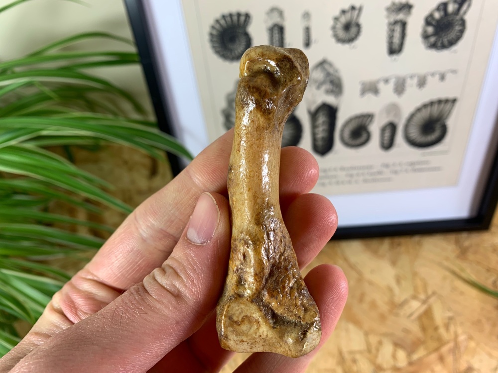 Cave Bear Digit (finger/toe bone) #06