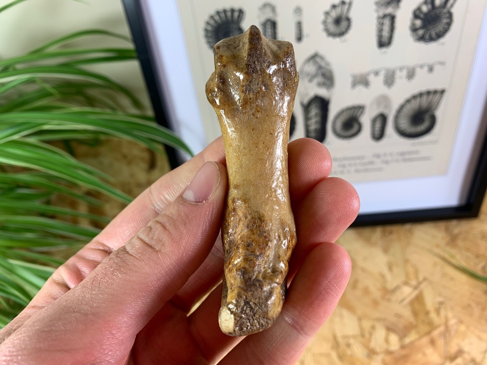 Cave Bear Digit (finger/toe bone) #06