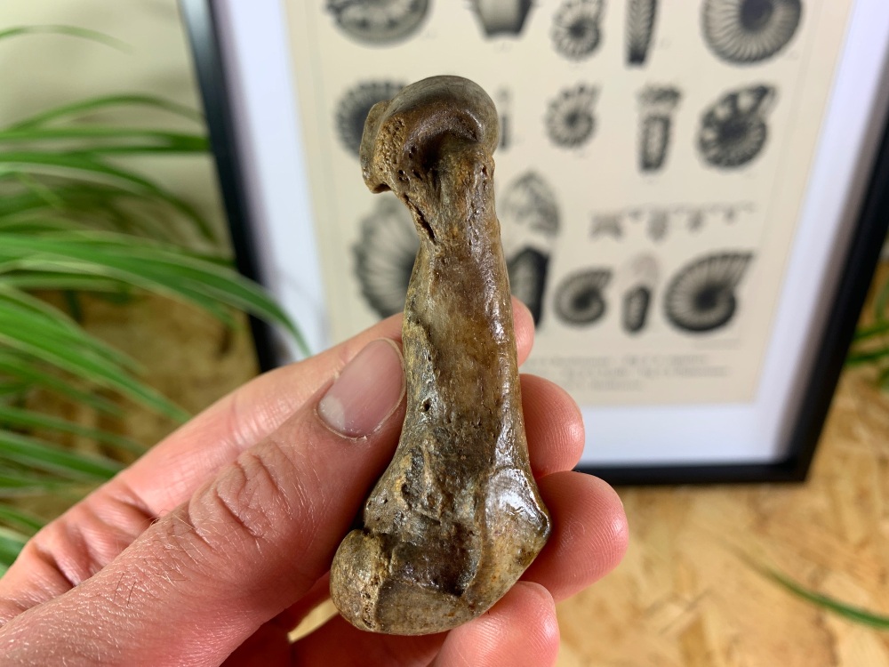 Cave Bear Digit (finger/toe bone) #06