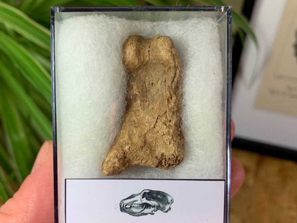 Cave Bear Digit (Finger/Toe Bone) #09