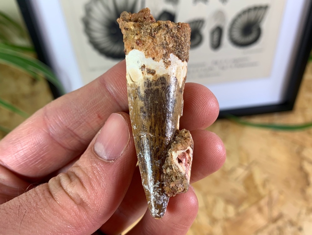 Spinosaurus Tooth - 2.19 inch #SP03