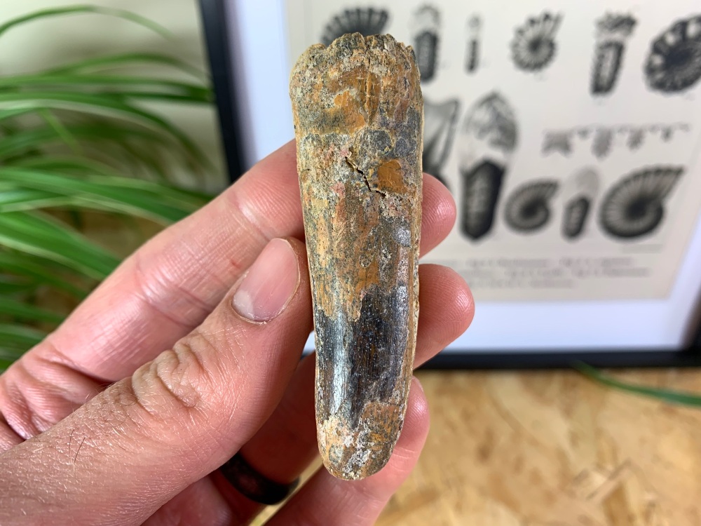 Spinosaurus Tooth - 2.88 inch #SP05