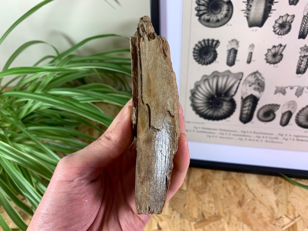 Woolly Mammoth Tusk (5.5 inches) #01