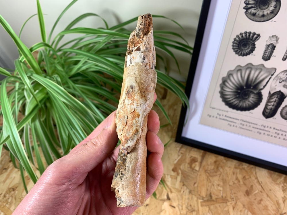 Woolly Mammoth Tusk (6 inches) #02