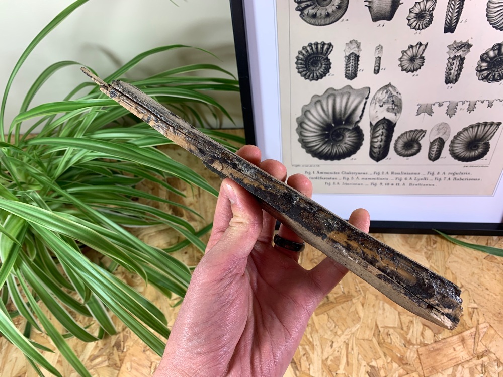 Woolly Mammoth Tusk (10.44 inches) #08