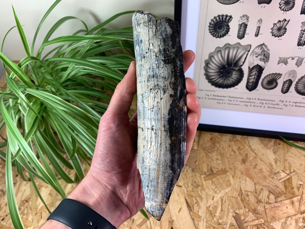 Woolly Mammoth Tusk (7.25 inches) #09