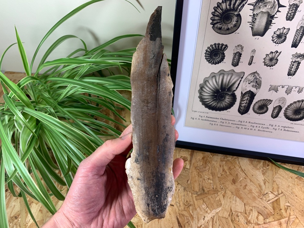 Woolly Mammoth Tusk (9.88 inches) #10