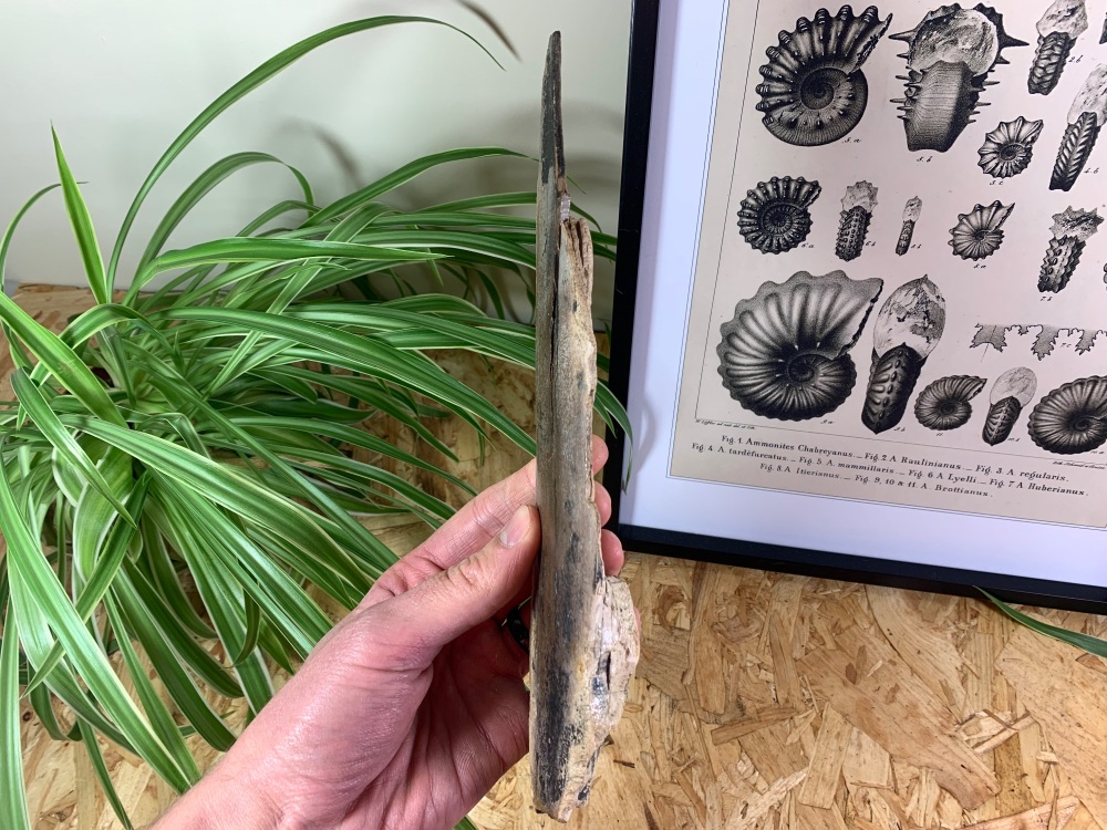 Woolly Mammoth Tusk (9.88 inches) #10