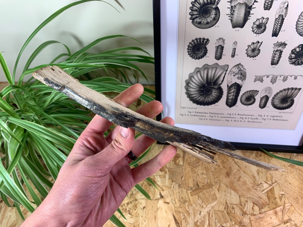 Woolly Mammoth Tusk (10.88 inches) #11