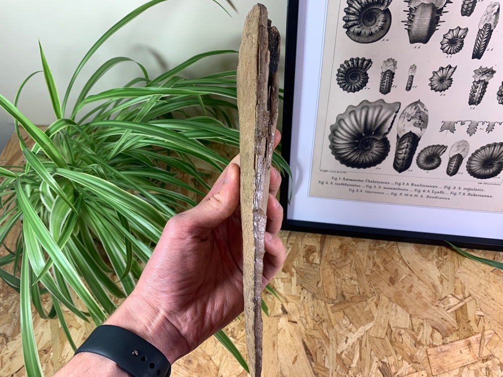 Woolly Mammoth Tusk (9.88 inches) #12