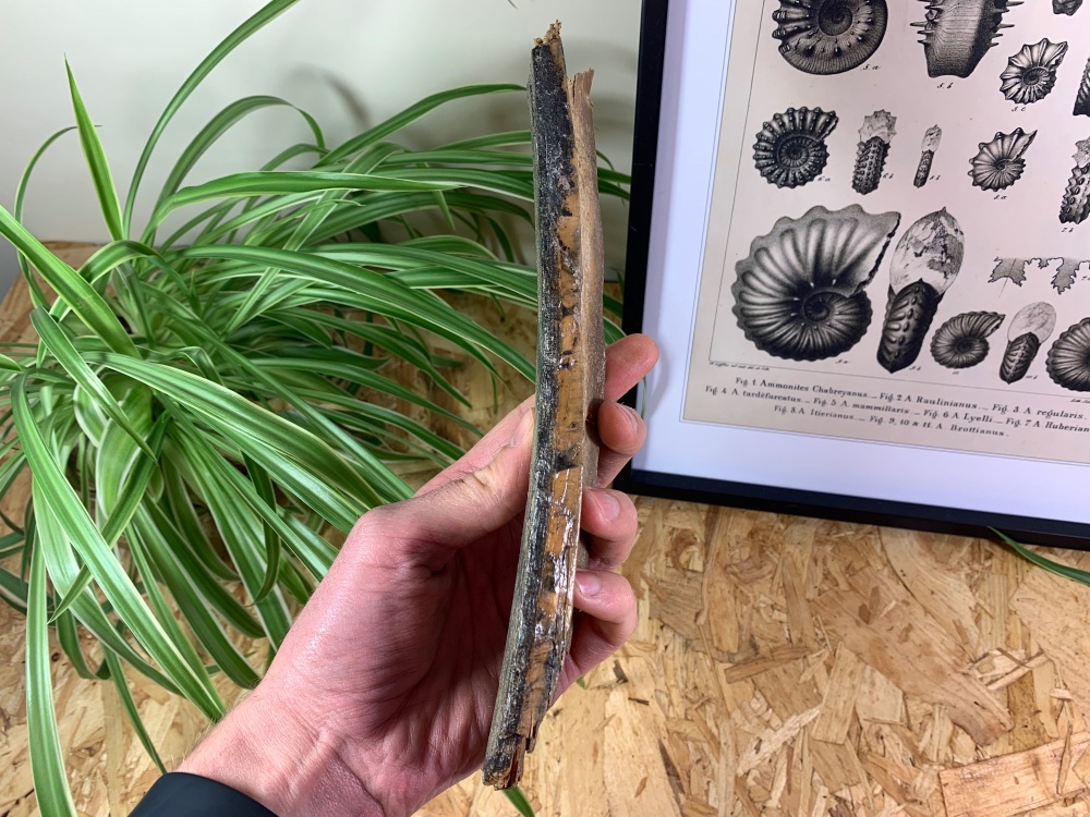 Woolly Mammoth Tusk (9 inches) #13