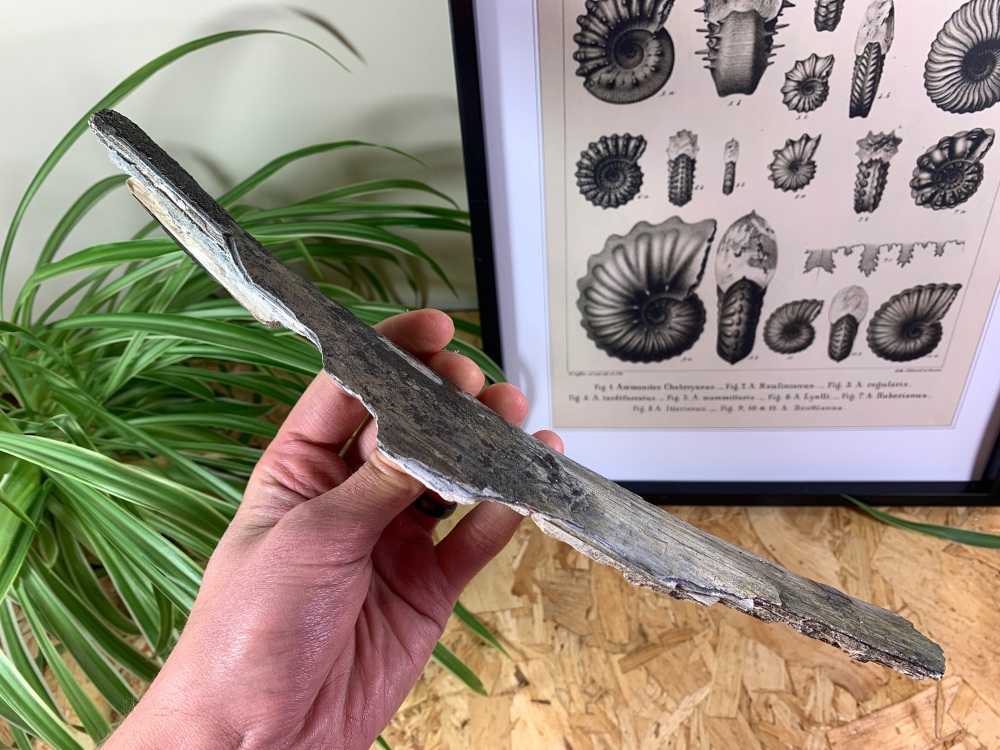 Woolly Mammoth Tusk (12 inches) #14