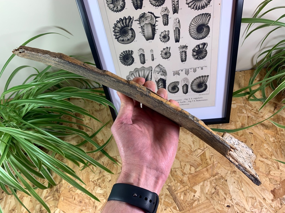 Woolly Mammoth Tusk (16.5 inches) #15