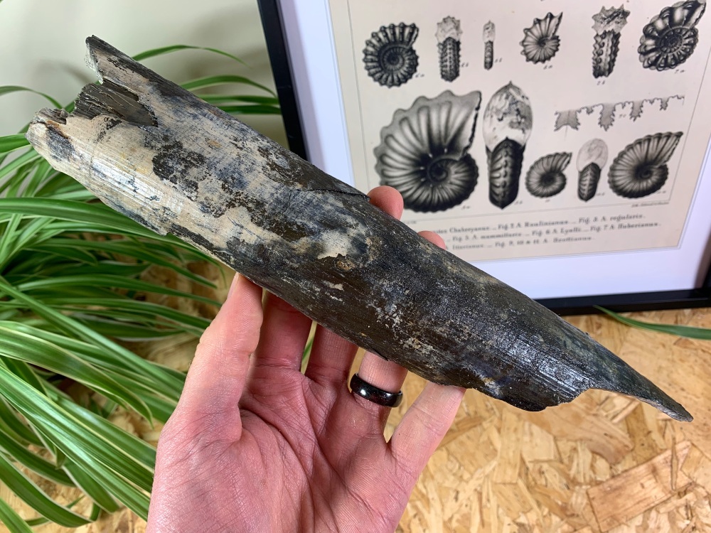 Woolly Mammoth Tusk (11.63 inches) #16