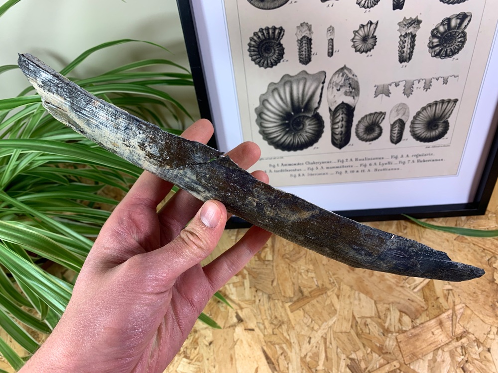 Woolly Mammoth Tusk (11.63 inches) #16