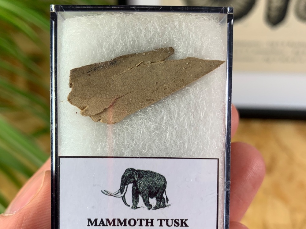Mammoth Shop
