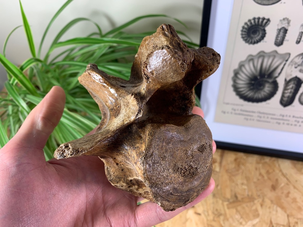 Cave Bear Lumbar Vertebra, Romania #01