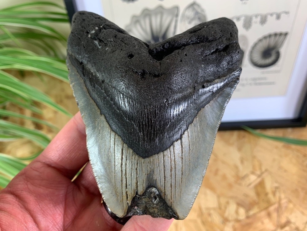 Megalodon Tooth - 4.19 inch #16