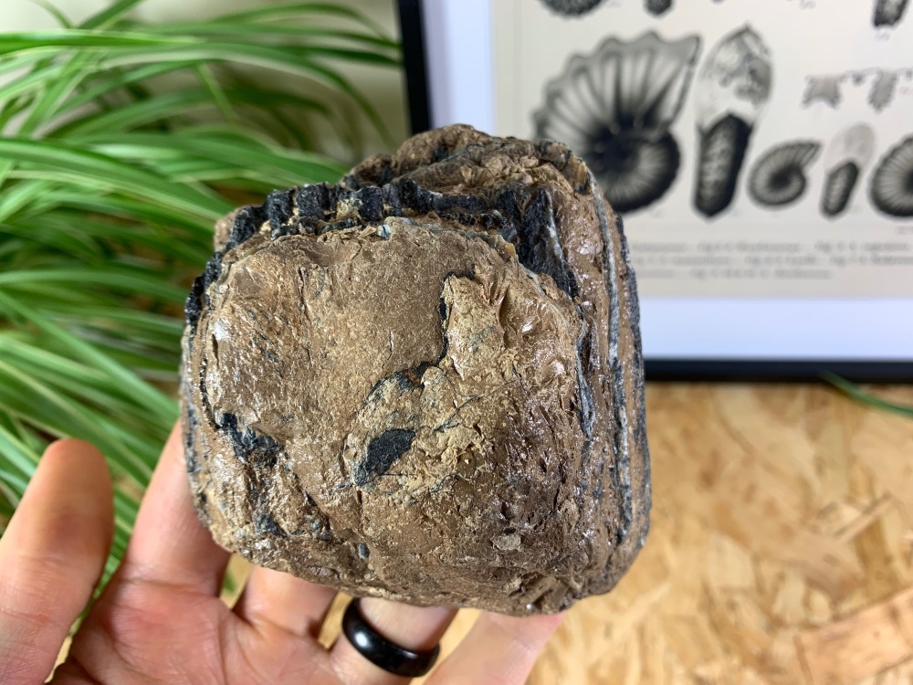 Southern Mammoth Tooth, Serbia #06