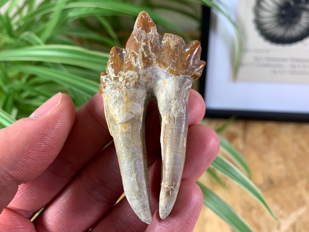 Rare Archaeocete Primitive Whale Tooth - 2.75 inch #01