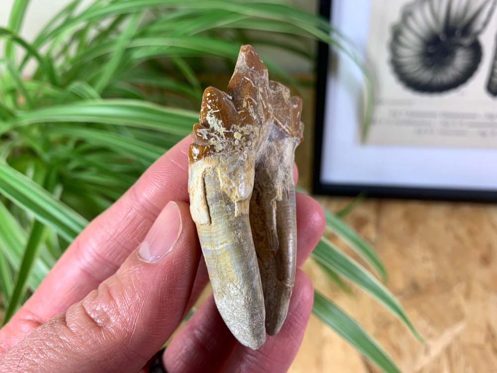 Rare Archaeocete Primitive Whale Tooth - 2.75 inch #01