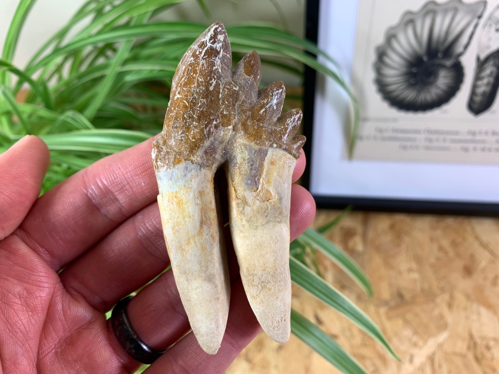 Rare Archaeocete Primitive Whale Tooth - 3.44 inch #02