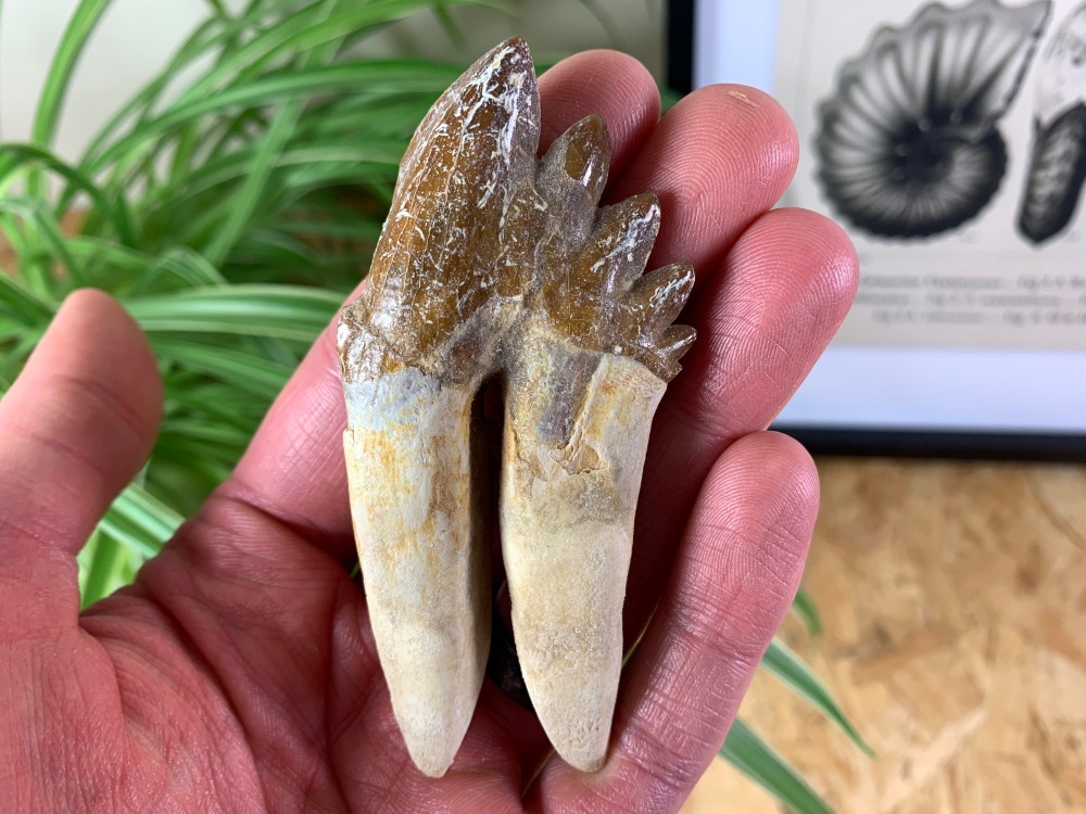 Rare Archaeocete Primitive Whale Tooth - 3.44 inch #02