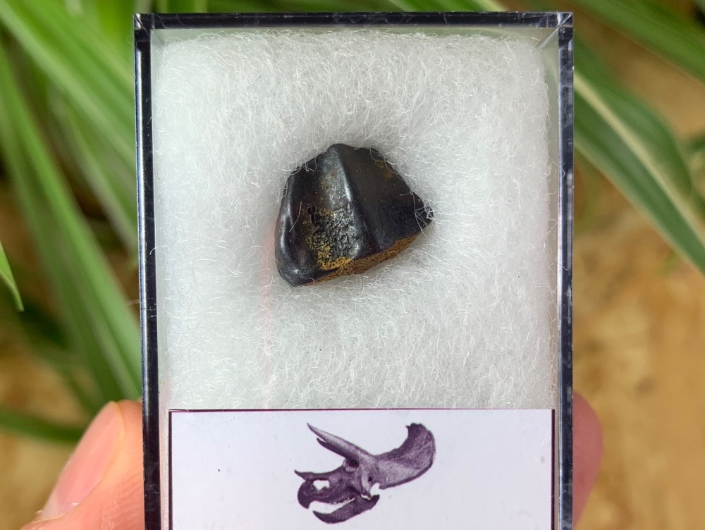 Triceratops Tooth #02