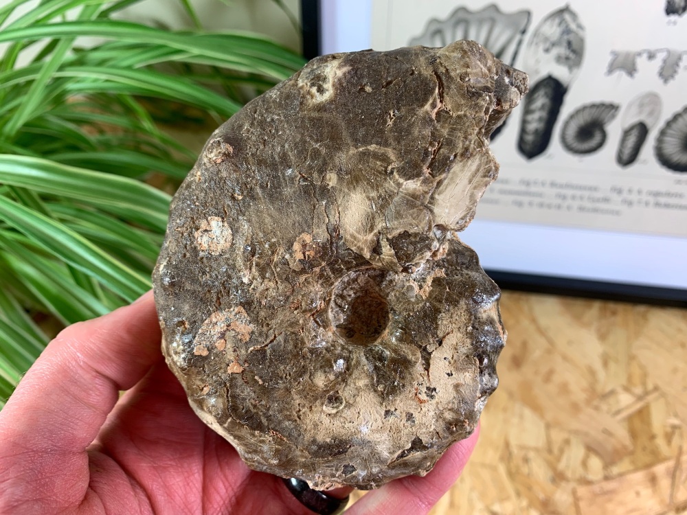Mammites nodosoides "Spiny" Ammonite (4.13 inch) #10