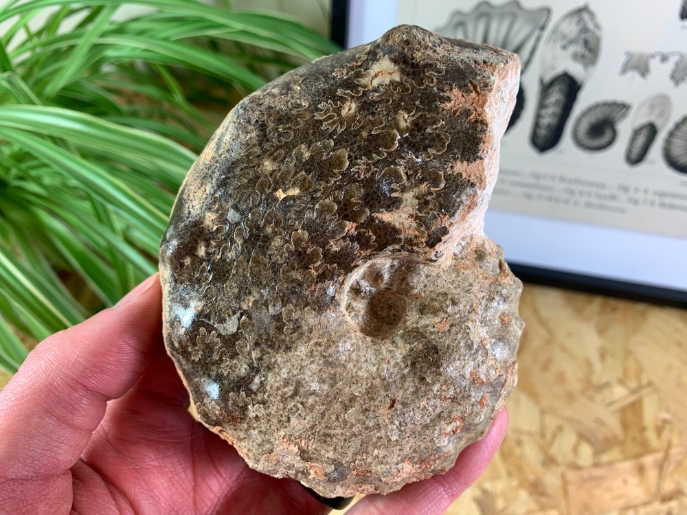 Mammites nodosoides "Spiny" Ammonite (4.25 inch) #11