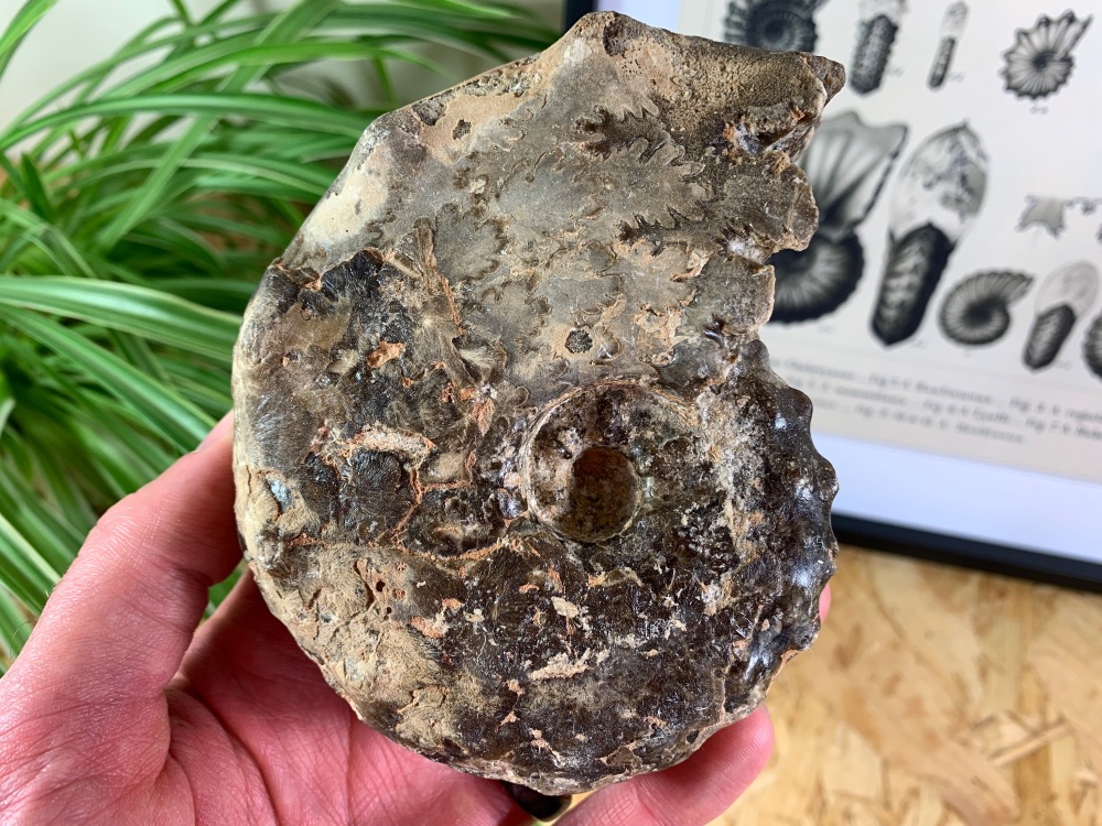 Mammites nodosoides "Spiny" Ammonite (4.5 inch) #12