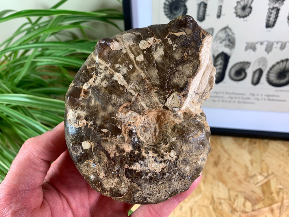 Mammites nodosoides "Spiny" Ammonite (4.5 inch) #13