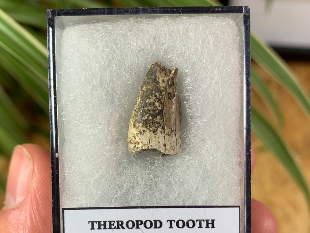 Jurassic Theropod Tooth (Madagascar) #03