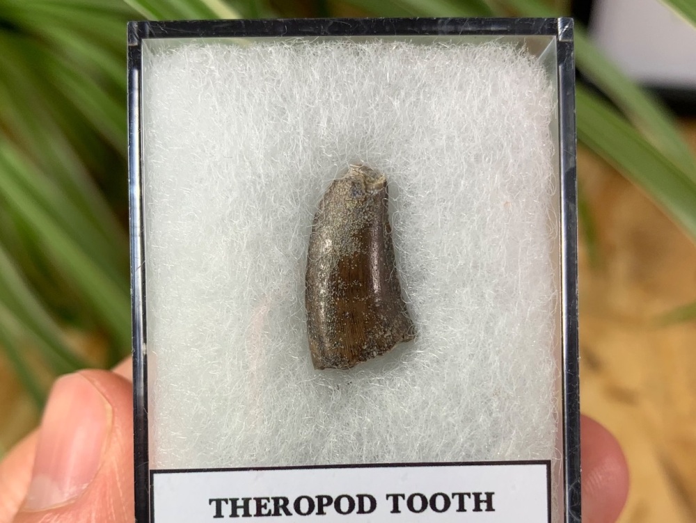 Jurassic Theropod Tooth (Madagascar) #04