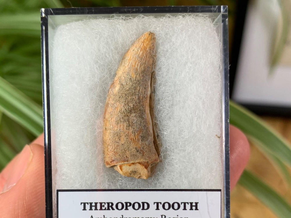 Jurassic Theropod Tooth (Madagascar) #06