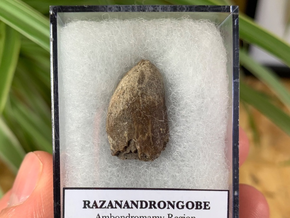 RARE Razanandrongobe Tooth - Giant Jurassic Crocodile (Madagascar)