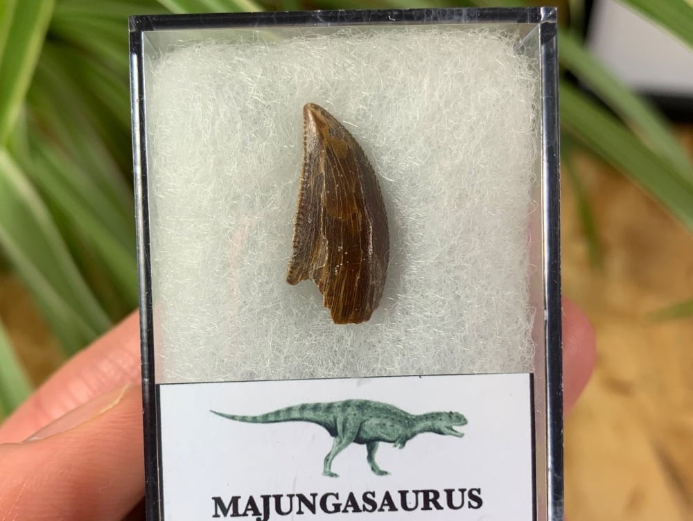 QUALITY Majungasaurus crenatissimus Tooth (Madagascar) #10